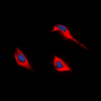 3 - Anti-GPR172B Antibody AP60634