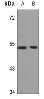 1 - Anti-GPR172B Antibody AP60634