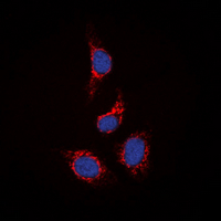 3 - Anti-STAM2 Antibody AP60637