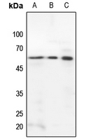 1 - Anti-STAM2 Antibody AP60637