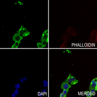 3 - Anti-LKB1 (Phospho-T189) Antibody AP60638