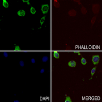 3 - Anti-RB3 Antibody AP60639