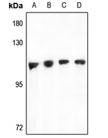 1 - Anti-TAO1 Antibody AP60640