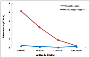 10 - Anti-p53 (Phospho-S6) Antibody AP60644