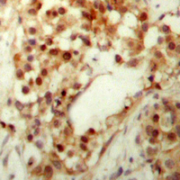 19 - Anti-p53 (Phospho-S9) Antibody AP60645