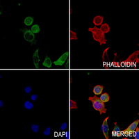 3 - Anti-TRAPPC3 Antibody AP60647