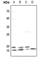 1 - Anti-TRAPPC3 Antibody AP60647