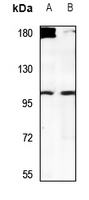 1 - Anti-USP38 Antibody AP60649