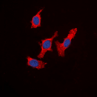 3 - Anti-WASF1 Antibody AP60651