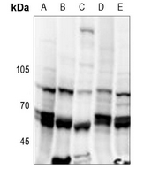 1 - Anti-NIPA (Phospho-S354) Antibody AP60652