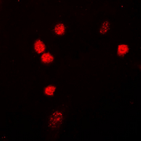 3 - Anti-NIPA Antibody AP60653