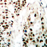 19 - Anti-NIPA Antibody AP60653