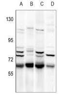 1 - Anti-NIPA Antibody AP60653