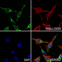 3 - Anti-Rabenosyn 5 Antibody AP60654