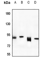 1 - Anti-Rabenosyn 5 Antibody AP60654