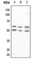 1 - Anti-ZNF75D Antibody AP60656
