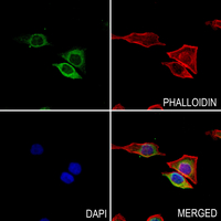 3 - Anti-CD296 Antibody AP60658