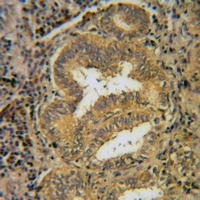 19 - Anti-CD296 Antibody AP60658
