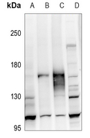 1 - Anti-ATP1A2 Antibody AP60659