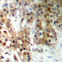 19 - Anti-CAGE1 Antibody AP60660