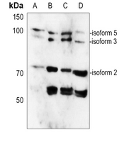 1 - Anti-CAGE1 Antibody AP60660