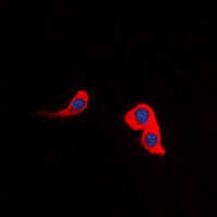 3 - Anti-CCKAR Antibody AP60661