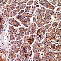 19 - Anti-CD1d Antibody AP60662