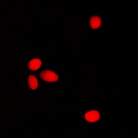3 - Anti-ELF1 Antibody AP60666