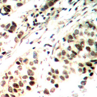 19 - Anti-ELF1 Antibody AP60666