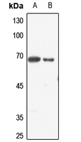 1 - Anti-ELF1 Antibody AP60666