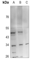 1 - Anti-FGF13 Antibody AP60669