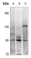 1 - Anti-FGFR4 Antibody AP60670