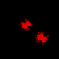 3 - Anti-FOXO3 (Phospho-S253) Antibody AP60671