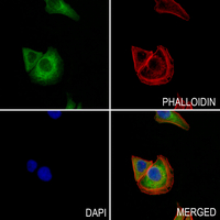 3 - Anti-MLZE Antibody AP60673