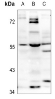 1 - Anti-MLZE Antibody AP60673
