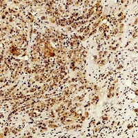 19 - Anti-IL-6 Antibody AP60675