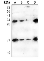 0 - Anti-IL-6 Antibody AP60675