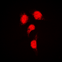 3 - Anti-IRF3 Antibody AP60676