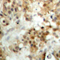19 - Anti-IRF3 Antibody AP60676