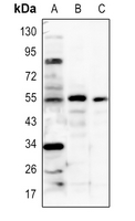 1 - Anti-IRF3 Antibody AP60676