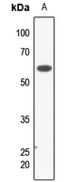 1 - Anti-KCNK3 Antibody AP60677