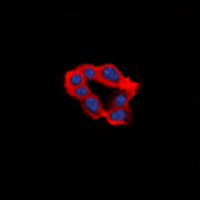 3 - Anti-EDG2 Antibody AP60681