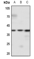1 - Anti-EDG2 Antibody AP60681