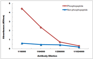 10 - Anti-TAK1 (Phospho-T187) Antibody AP60682
