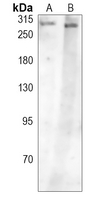 1 - Anti-mTOR (Phospho-S2448) Antibody AP60683