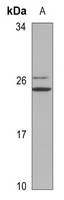 1 - Anti-POLR3H Antibody AP60685