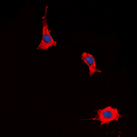 3 - Anti-EP2 Antibody AP60686