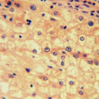 19 - Anti-EP2 Antibody AP60686
