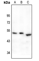 1 - Anti-EP2 Antibody AP60686