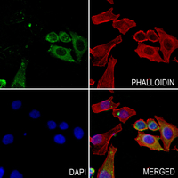 3 - Anti-RAB5C Antibody AP60687